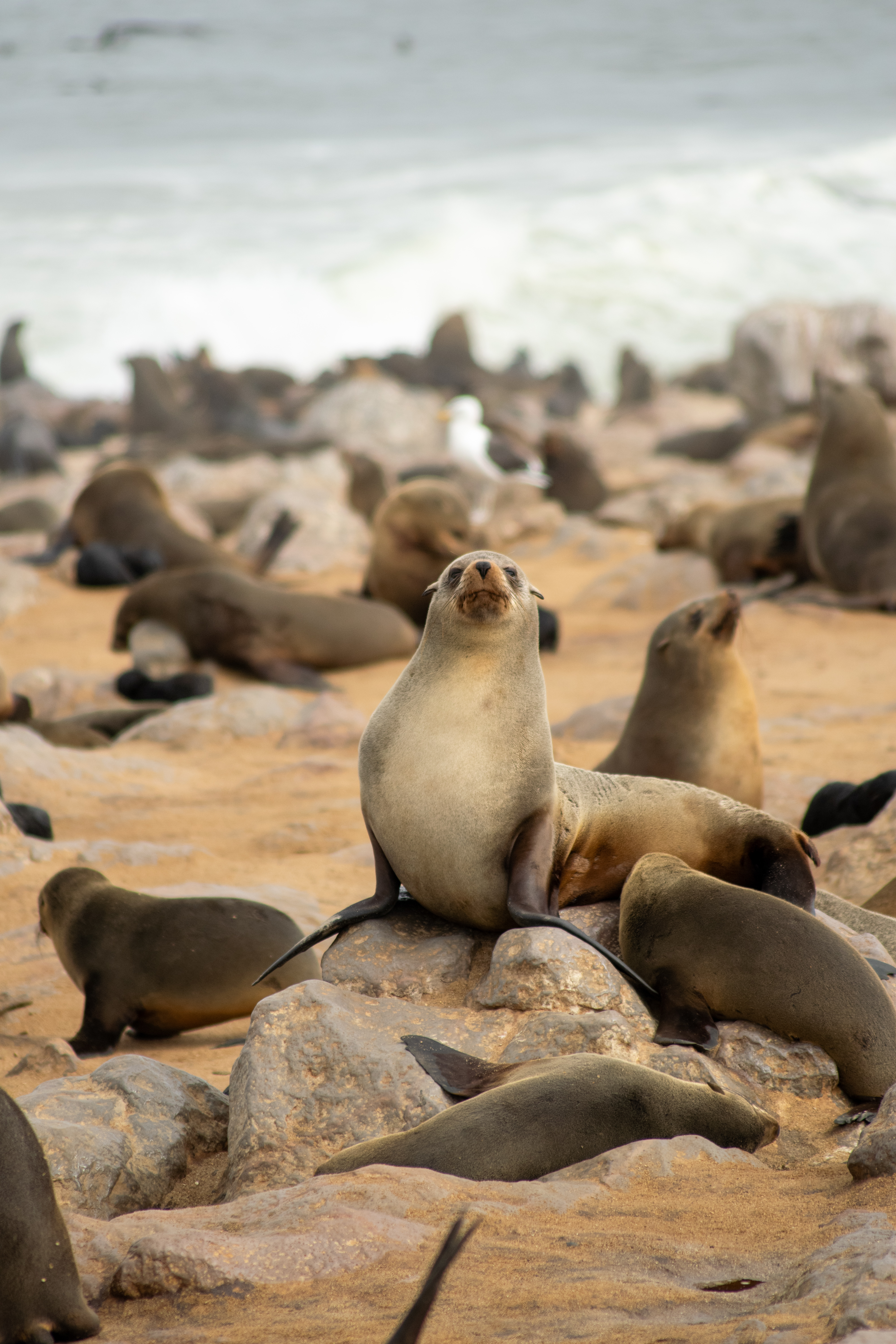 Seal in Namibia 🇳🇦